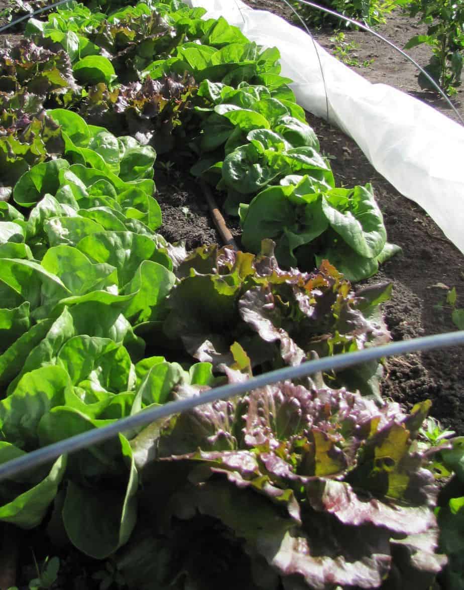 Garden 2013 – 03