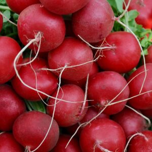 Radishes - Bunch