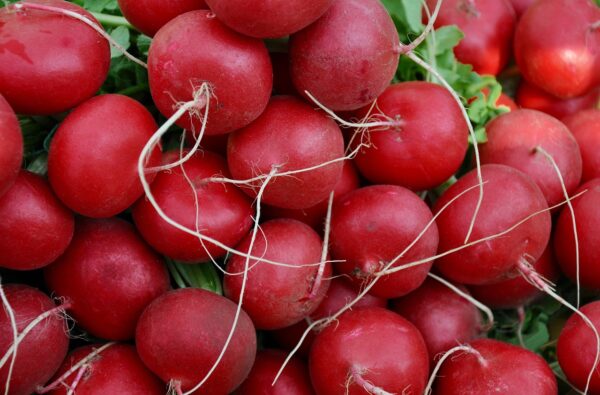 Radishes - Bunch