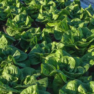 Lettuce, Mini-Romaine, Winter Density