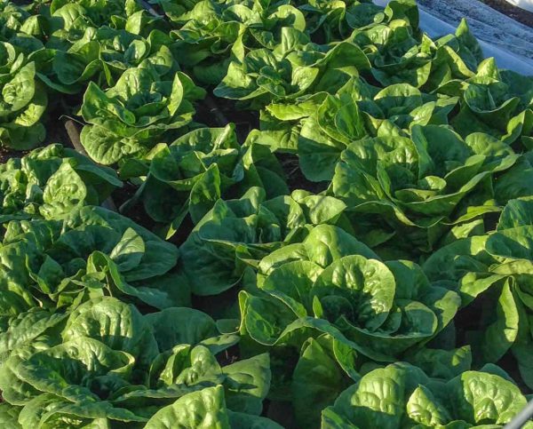 Lettuce, Mini-Romaine, Winter Density