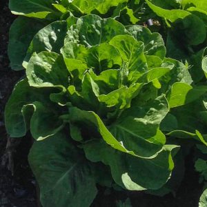 Lettuce, Romaine - MEDIUM LARGE