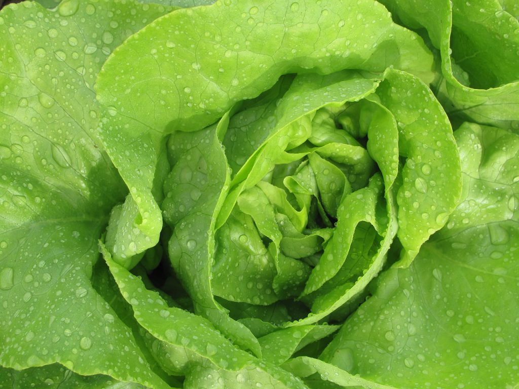 Lettuce, Butterhead Heart (2) Fast Family Farms
