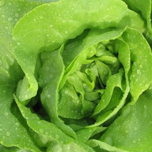Lettuce, Butterhead