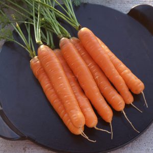 Carrots, Large Nantes BULK 2.5 lb.