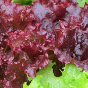 Lettuce, Red Leaf Mini