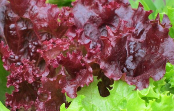 Lettuce, Red Leaf Mini