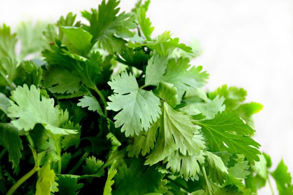 Herb, Cilantro - 1 bunch