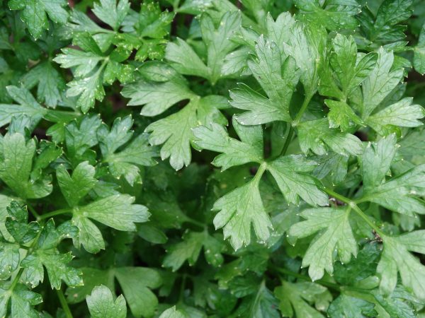 Herb, Italian Parsley - 1 bunch
