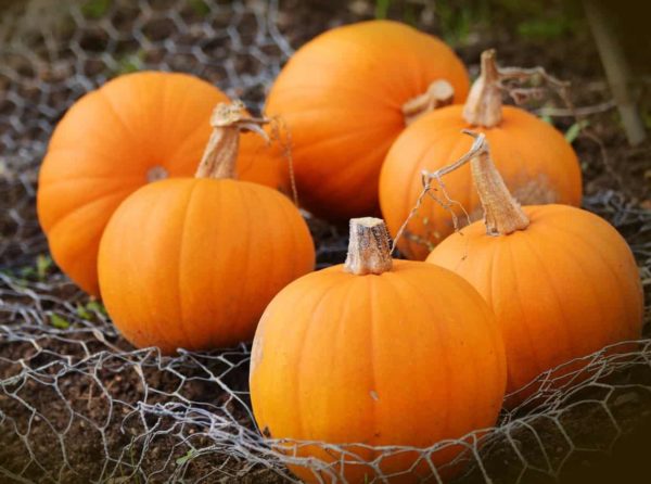 Pie Pumpkin, Small