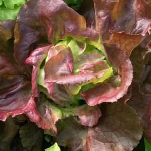 Lettuce, Butterhead Red