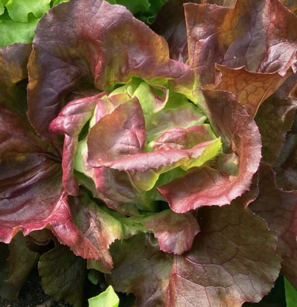 Lettuce, Butterhead Red