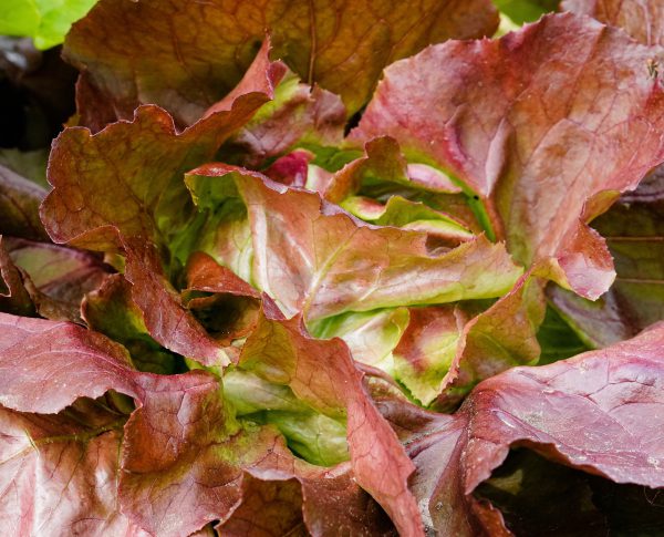 Lettuce, Red Butterhead Heart