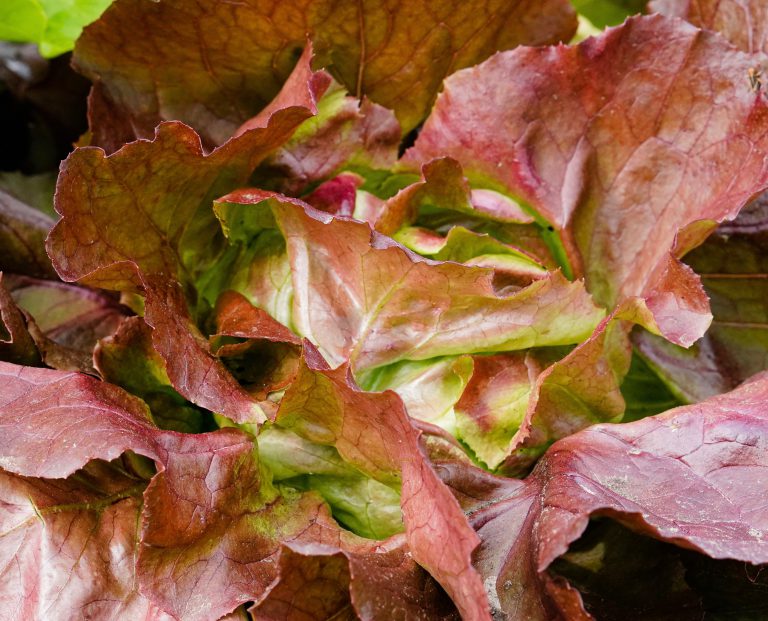 Lettuce, Red Butterhead Fast Family Farms