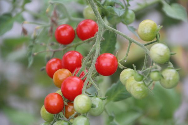 Tomatoes, Red Cherry - 12 oz bag