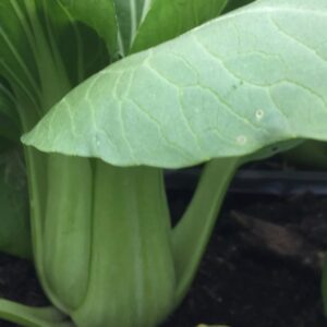 Bok Choy, Green
