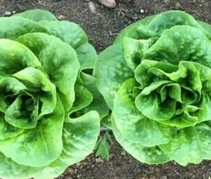 Lettuce, Mini-Romaine, Winter Density 2-PACK