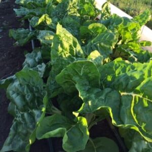 Swiss Chard - Small Bunch