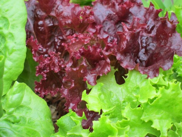 Leaf Lettuce 2 pack - Red and Green Leaf Lettuce