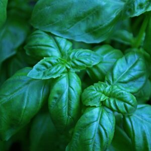Herb, Basil - 1 bunch