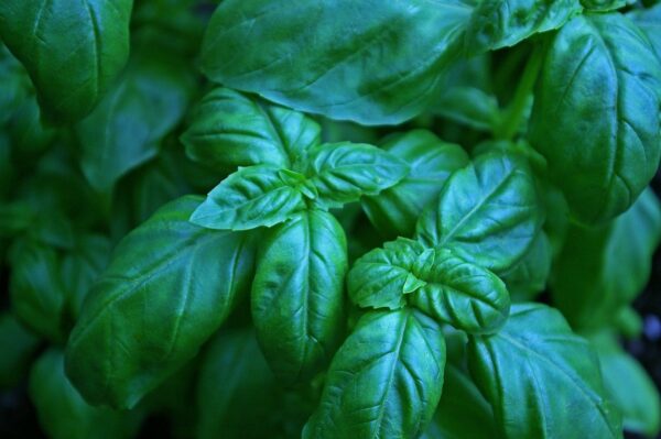 Herb, Basil - 1 bunch