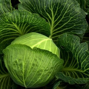 Cabbage - Summer SMALL