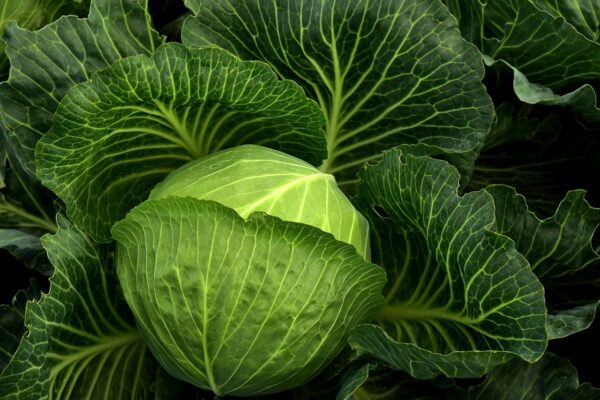 Cabbage - Summer SMALL