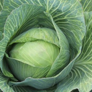 Cabbage - Fall