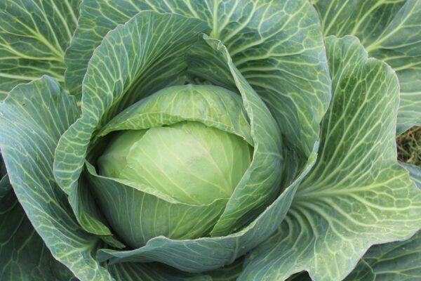 Cabbage - Fall
