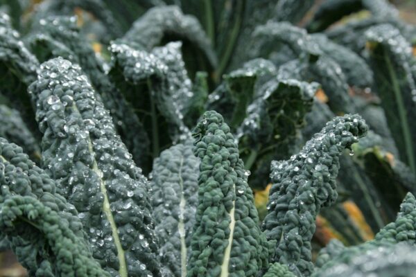 Kale - Black (Dinosaur)