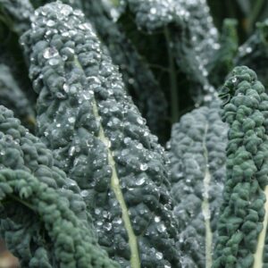 Kale - Black (Dinosaur) Small pkg