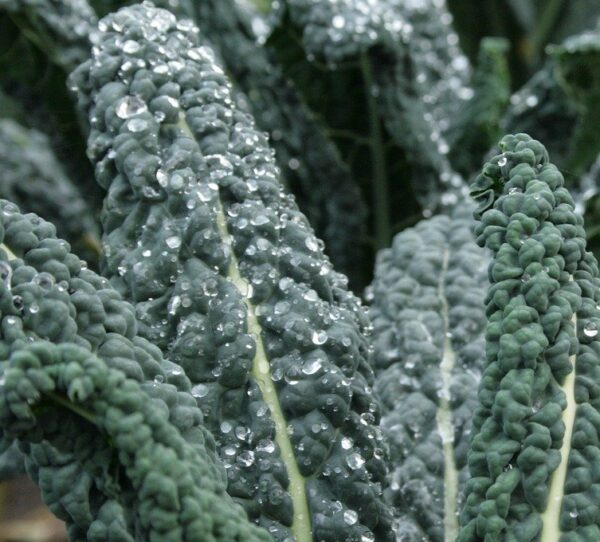 Kale - Black (Dinosaur) Small pkg
