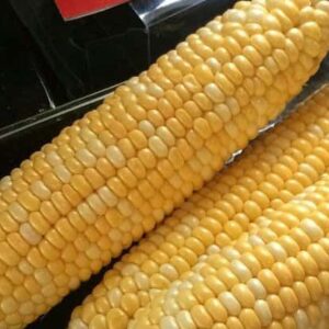 Corn on the Cob - 6 cobs