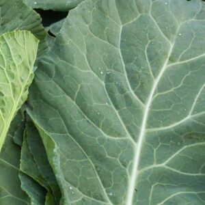Collard Greens