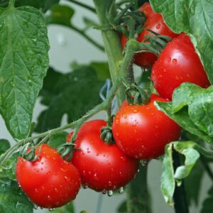 Tomatoes, Salad Size 10 oz.