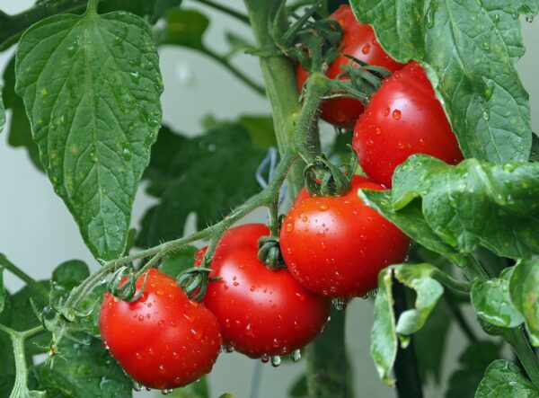 Tomatoes, Salad Size 10 oz.