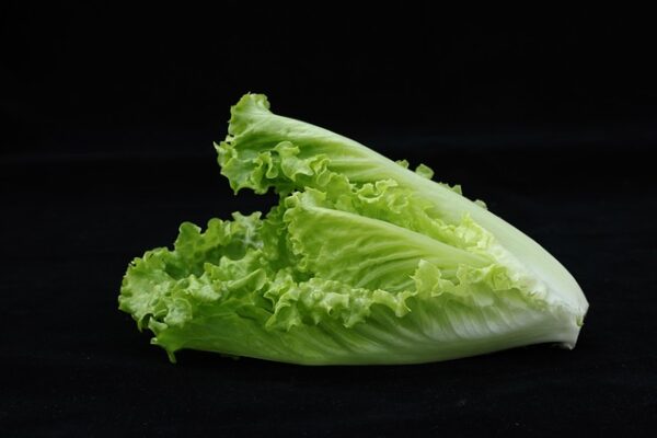 Lettuce, Chalupa - Small Romaine