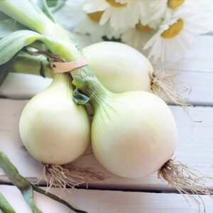 Fresh Onion White - each