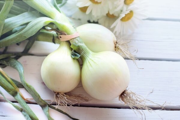 Fresh Onion White - each