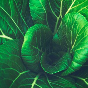 Asian Delight Bok Choy