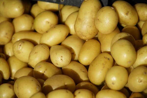 Potatoes, Yellow Colomba - 1 lb. Bag