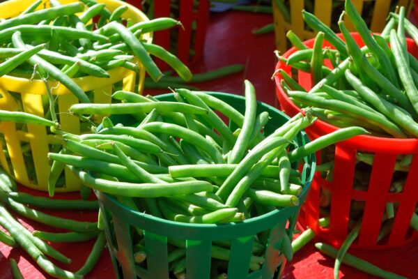 Beans, Green Bush
