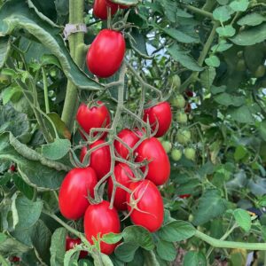 Tomatoes, Juliet - 1 lb.