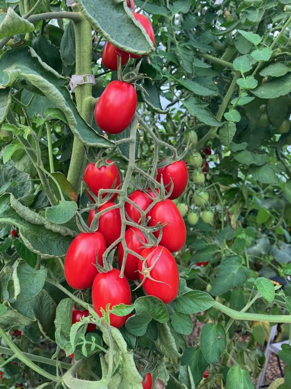 Tomatoes, Juliet - 1 lb.