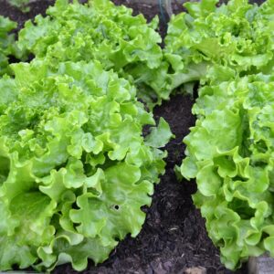 Lettuce, Summer Crisp - MEDIUM