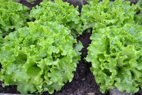 Lettuce, Summer Crisp - MEDIUM